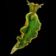 Illustration for article titled Kleptoplast Slug Steals Plant Genes and Lives on Sunlight